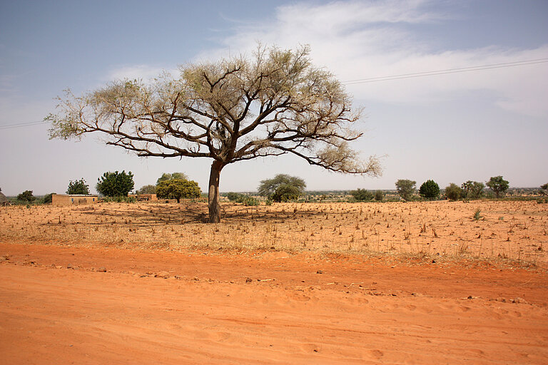 Baum in Afrika